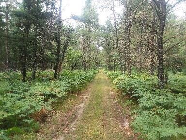 trail