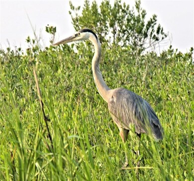 Wood storks often feed in the marsh across the str
