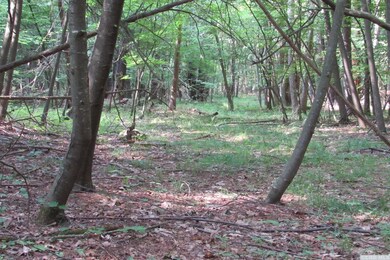 795 New Forge Rd II, Taghkanic, NY 12521 - photo 5