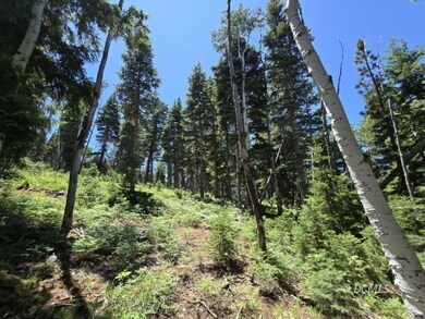 Borders Dixie National Forest