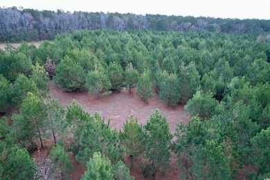 Lot 2 - TBD New Pine Rd, Johnsonville, SC 29555 - photo 7
