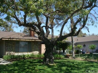 Terrific tree in front yard