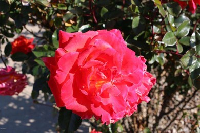 IMG_0559
