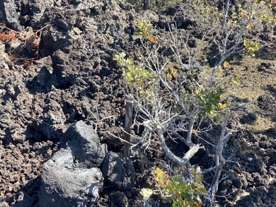 0 Ohia unit 719004, Ocean View, HI 96737 - photo 7