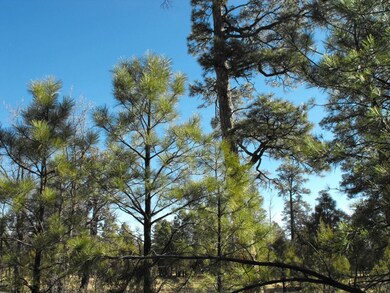 2 Lot 76 Juniper