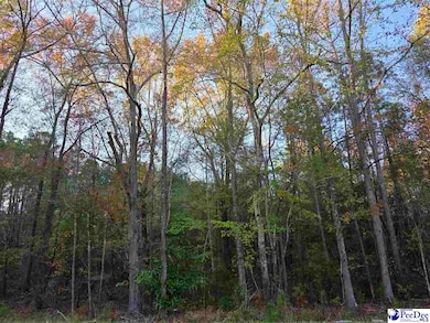 1317 Major Dr, Hartsville, SC 29550 - photo 2