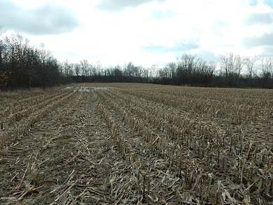 Back field