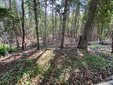 Open Woods