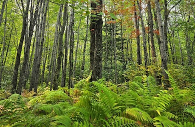 TBD Canosia Rd, Cloquet, MN 55720 - photo 5