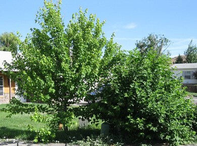 Driveway Plantings