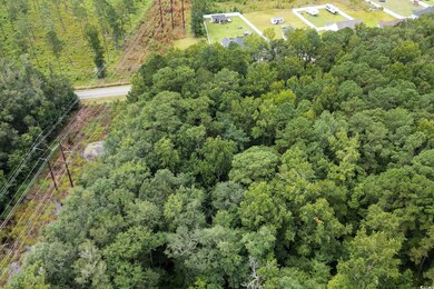 Drone / aerial view of a forest
