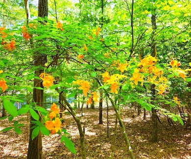 5.23acs Burgess Gap Rd, Morganton, GA 30560 - photo 5