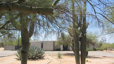 mature saguaros