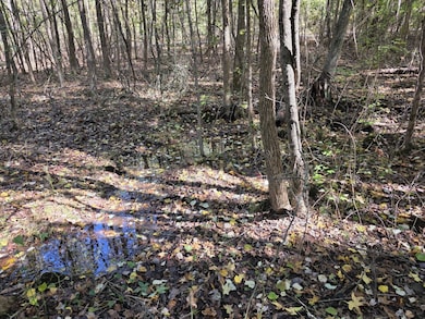 1000 Mount Hermon spring 1