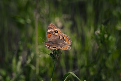 8529 Fm 2754 Rd, Bellville, TX 77418 - photo 7