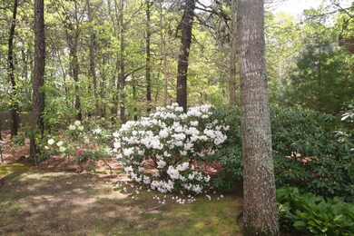 RHODY