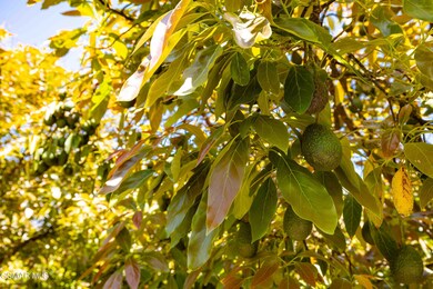 Avocados-2
