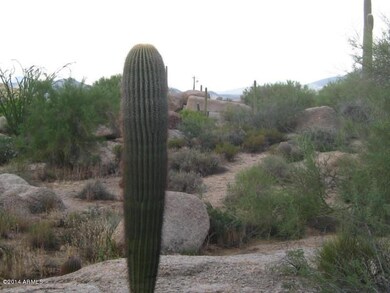 saguaro1