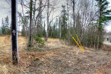 White Spruce 3