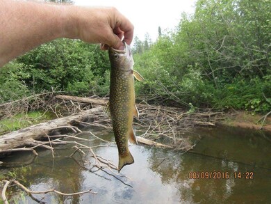 brook trout