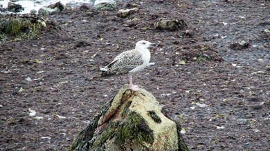 232 Ocean St, Marshfield, MA 02050 - photo 6