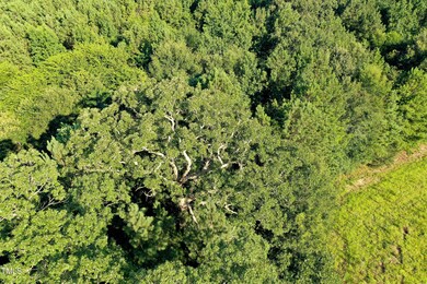 38 Acres Timberlake Rd, Franklinton, NC 27525 - photo 6