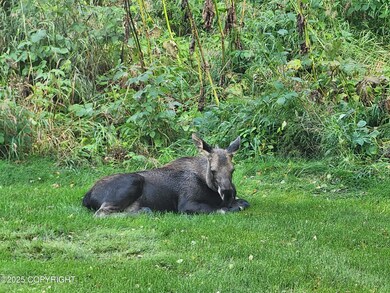Moose 6