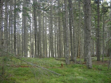 Lovely spruce stand with estuary in...