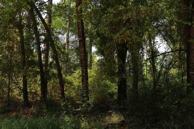 XX Meridith Dr, Crawfordville, FL 32327 - photo 5