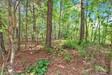 View of tree filled area