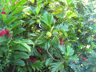 40 Kupaa St, Hilo, HI 96720 - photo 4