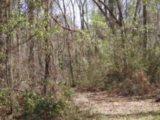 48 Acres Minnow Farm Rd, Quitman, GA 31643 - photo 6