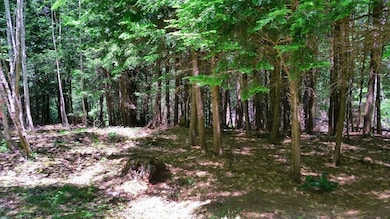 along the trail 2