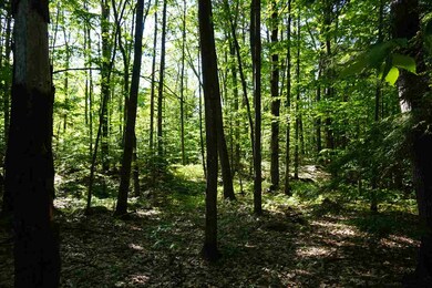 00 Whittier Hwy unit Lot 29B, Center Sandwich, NH 03227 - photo 5