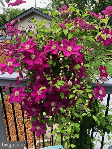 6511 Sefton Ave, Baltimore, MD 21214 - photo 3