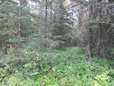 woods