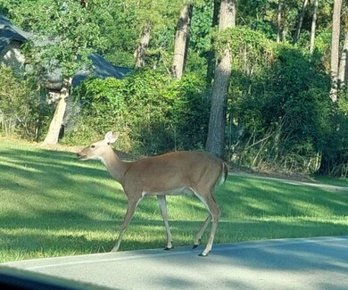 23810 Brushy Trails St, Hockley, TX 77447 - photo 7