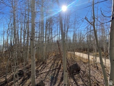 View of local wilderness