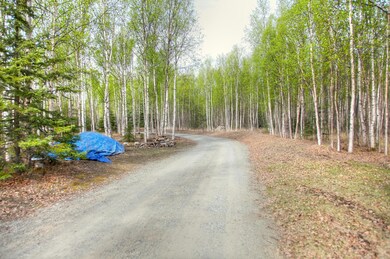 Beautiful Birch Trees