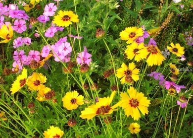 17727 Royal Eagle Ln, Lutz, FL 33549 - photo 7