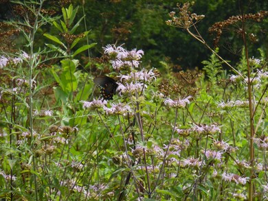 180 Fassifern Fields Rd, Slatyfork, WV 26291 - photo 5