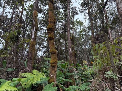 Interesting growth patterns on this old Ohia tree.