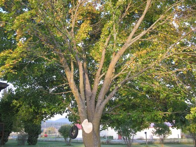 Tree on property