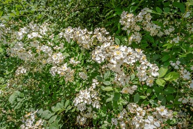 99999 Spring Creek Trail unit 9,11,12,13, Asheville, NC 28806 - photo 3