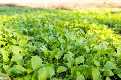 TBD 335th St, Tama, IA 52339 - photo 4