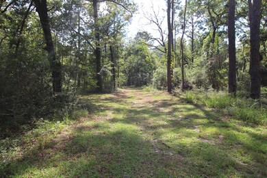 51 Ramblewood Rd, Crawfordville, FL 32327 - photo 3