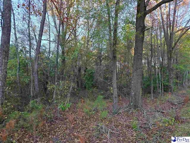 1317 Major Dr, Hartsville, SC 29550 - photo 3