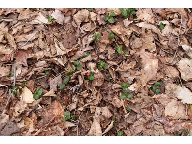 801 Brookfield Rd, Berlin, VT 05602 - photo 7