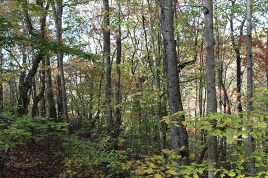 Gosser Ridge Spur, Russell Springs, KY 42642 - photo 5