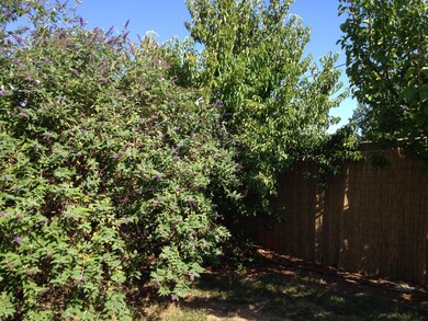 Peach Tree in Corner & Butterfly Bush